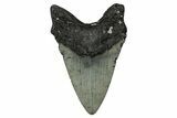 Fossil Megalodon Tooth - North Carolina #355848-2